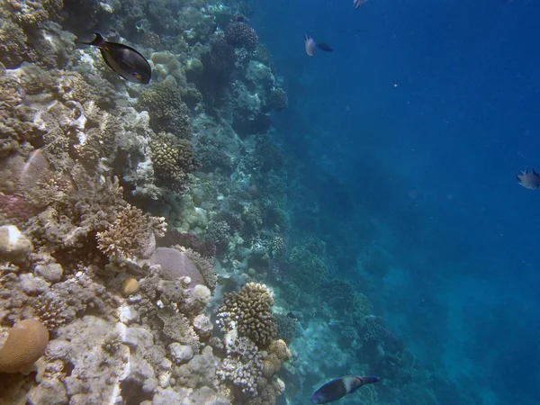 Snorkeling nel mare rosso, hurghada — Foto Stock