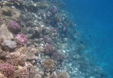 Kızıl Deniz 'de şnorkelle yüzmek