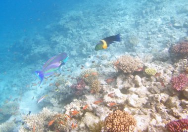 Kızıl Deniz 'de şnorkelle yüzmek