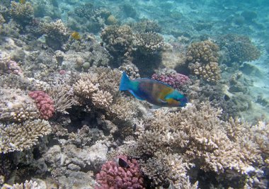 Kızıl Deniz 'de şnorkelle yüzmek