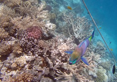 Kızıl Deniz 'de şnorkelle yüzmek