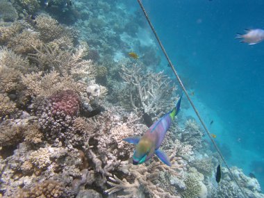 Kızıl Deniz 'de şnorkelle yüzmek