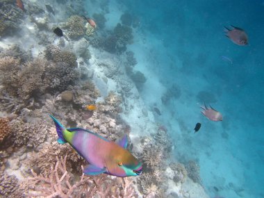 Kızıl Deniz 'de şnorkelle yüzmek