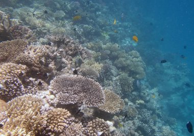 Kızıl Deniz 'de şnorkelle yüzmek