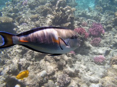 Kızıl Deniz 'de şnorkelle yüzmek