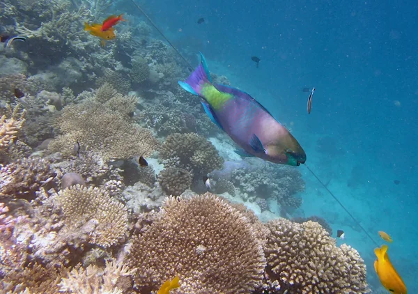 Kızıl Deniz 'de şnorkelle yüzmek