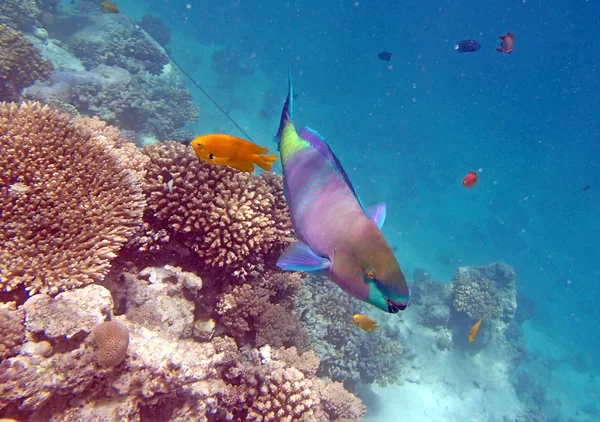 Snorkelen in de Rode Zee — Stockfoto