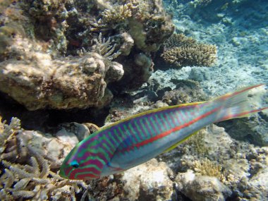 Kızıl Deniz 'de şnorkelle yüzmek