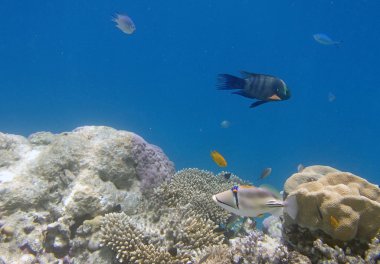 Kızıl Deniz 'de şnorkelle yüzmek