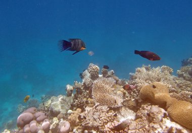 Kızıl Deniz 'de şnorkelle yüzmek