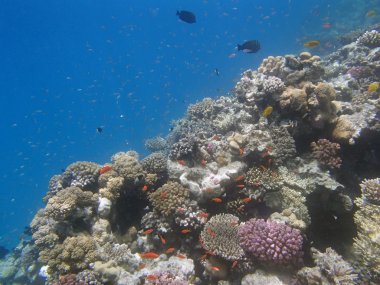 Kızıl Deniz 'de şnorkelle yüzmek