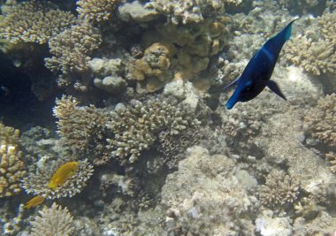 Kızıl Deniz 'de şnorkelle yüzmek