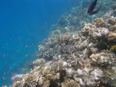 Kızıl Deniz 'de şnorkelle yüzmek