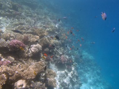 Kızıl Deniz 'de şnorkelle yüzmek