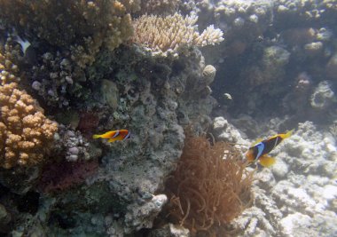 Kızıl Deniz 'de şnorkelle yüzmek