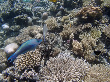 Kızıl Deniz 'de şnorkelle yüzmek