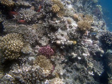 Kızıl Deniz 'de şnorkelle yüzmek