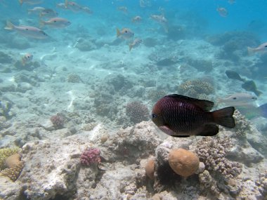 Kızıl Deniz 'de şnorkelle yüzmek