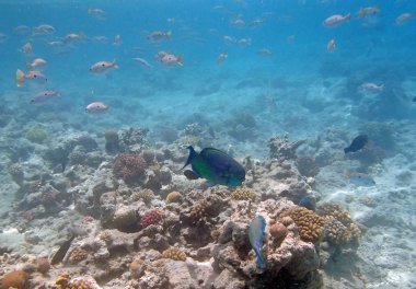 Kızıl Deniz 'de şnorkelle yüzmek