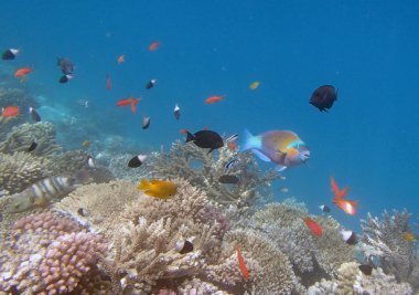 Kızıl Deniz 'de şnorkelle yüzmek