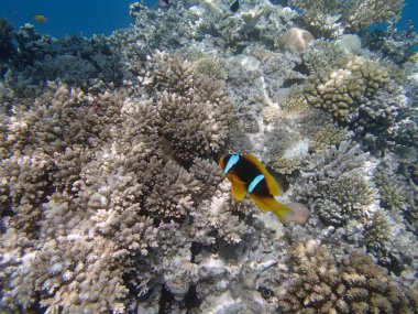 Kızıl Deniz 'de şnorkelle yüzmek