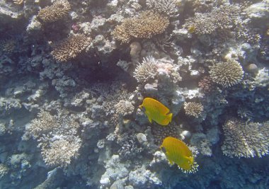 Kızıl Deniz 'de şnorkelle yüzmek