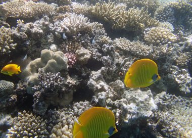 Kızıl Deniz 'de şnorkelle yüzmek