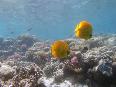 Kızıl Deniz 'de şnorkelle yüzmek