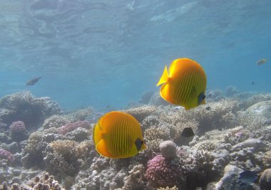 Kızıl Deniz 'de şnorkelle yüzmek