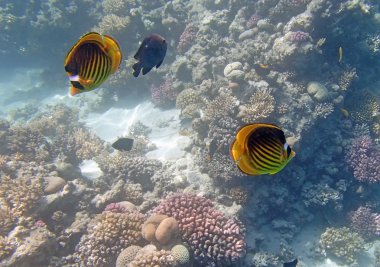 Kızıl Deniz 'de şnorkelle yüzmek