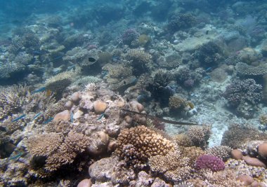 Kızıl Deniz 'de şnorkelle yüzmek