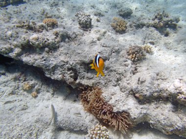 Kızıl Deniz 'de şnorkelle yüzmek