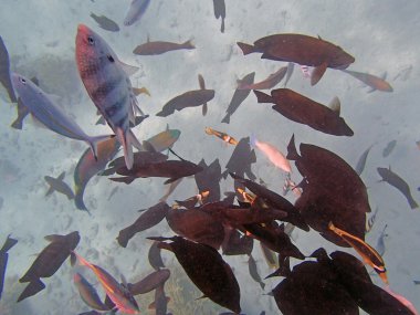 Kızıl denizde şnorkelle yüzmek