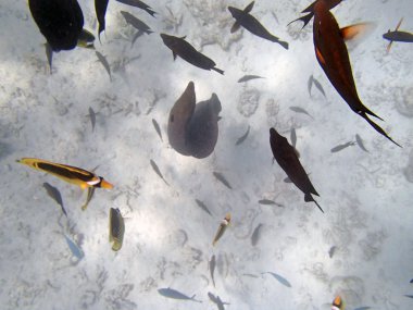 Kızıl denizde şnorkelle yüzmek