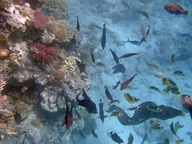 Kızıl denizde şnorkelle yüzmek