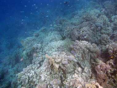 Kızıl denizde şnorkelle yüzmek