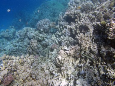 Kızıl denizde şnorkelle yüzmek