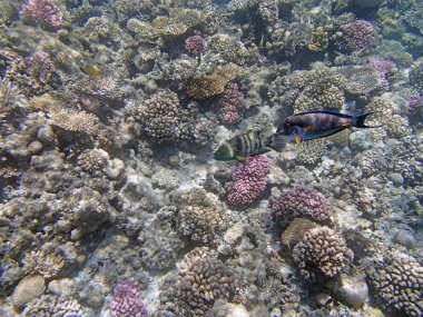 Kızıl denizde şnorkelle yüzmek