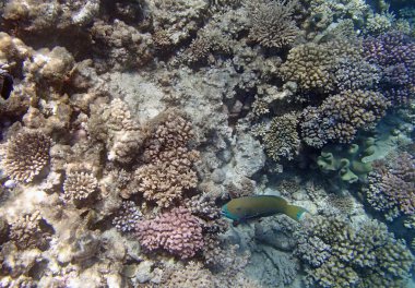 Kızıl denizde şnorkelle yüzmek