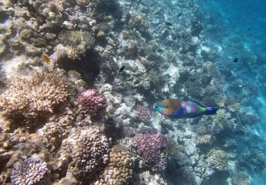 Kızıl denizde şnorkelle yüzmek