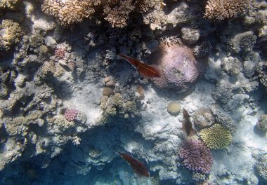 Kızıl denizde şnorkelle yüzmek