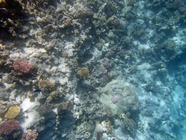 Kızıl denizde şnorkelle yüzmek