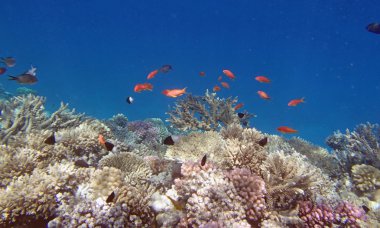 Kızıl denizde şnorkelle yüzmek