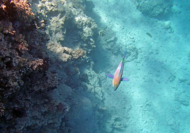 Kızıl denizde şnorkelle yüzmek