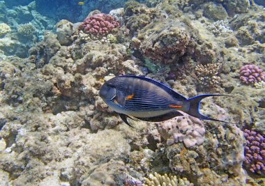 Kızıl denizde şnorkelle yüzmek