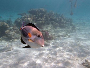 Kızıl denizde şnorkelle yüzmek