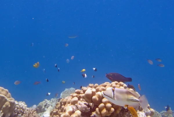 Schnorcheln im Roten Meer — Stockfoto