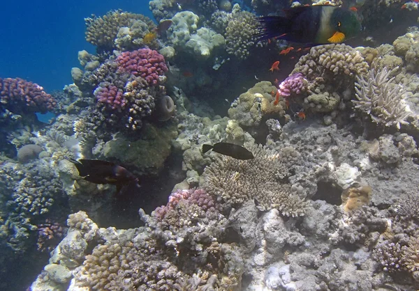 Mergulho de snorkel no Mar Vermelho — Fotografia de Stock