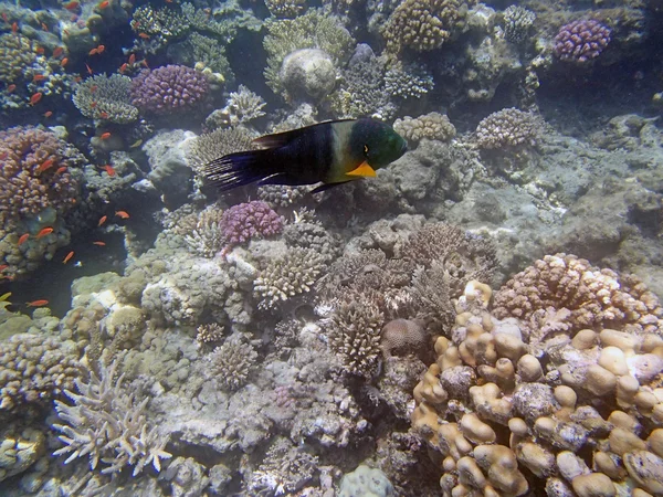 Snorkeling in the red sea — Stock Photo, Image