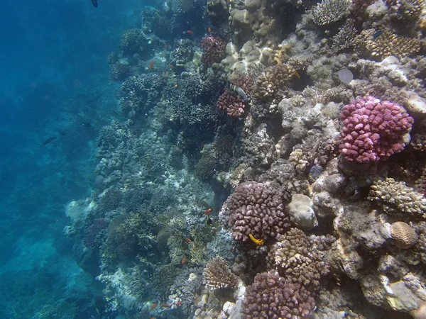 Snorkeling nel Mar Rosso — Foto Stock